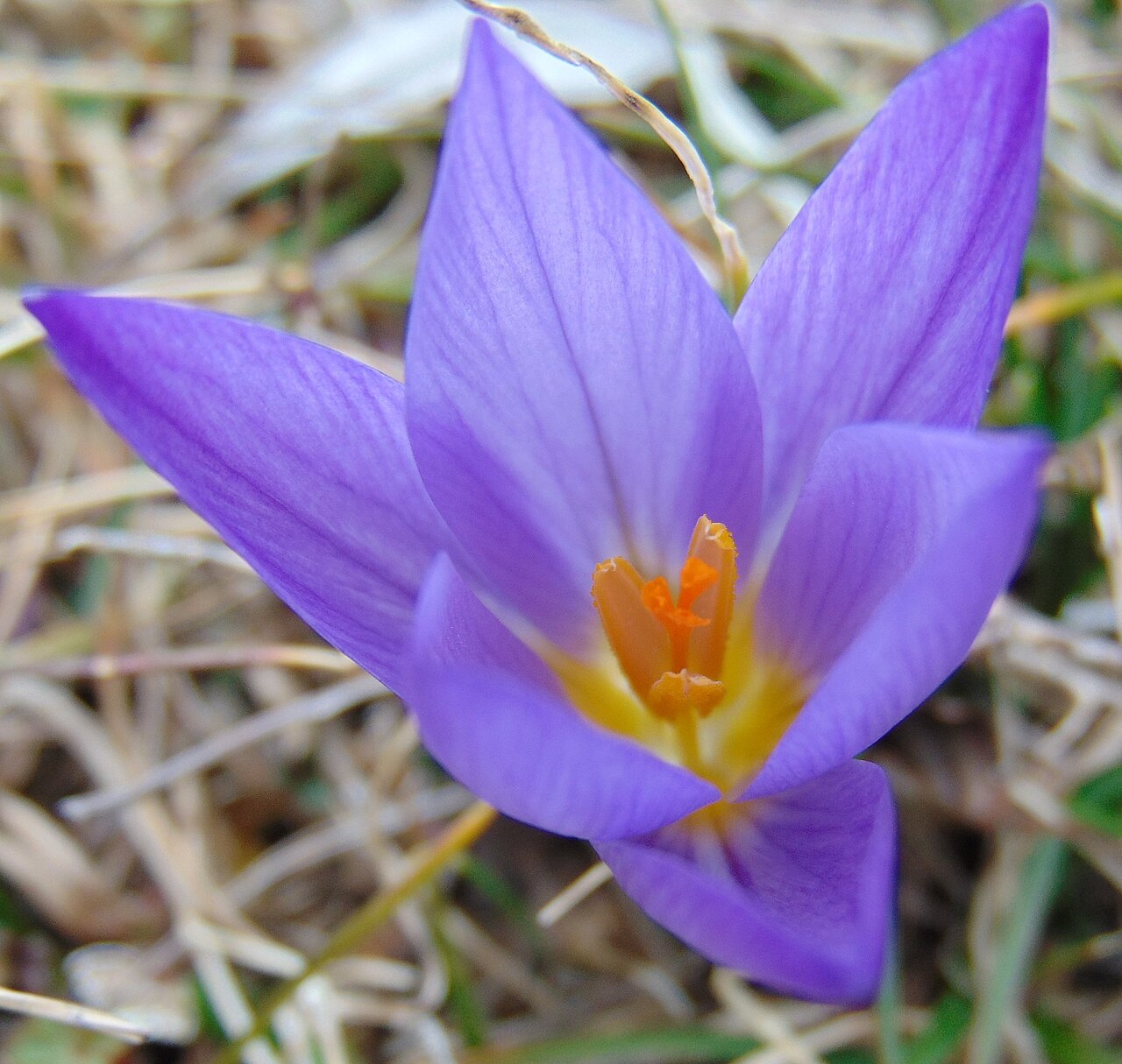 Crocus dalmaticus: Dalmatian Crocus ( Crocus dalmaticus ) in Croatia