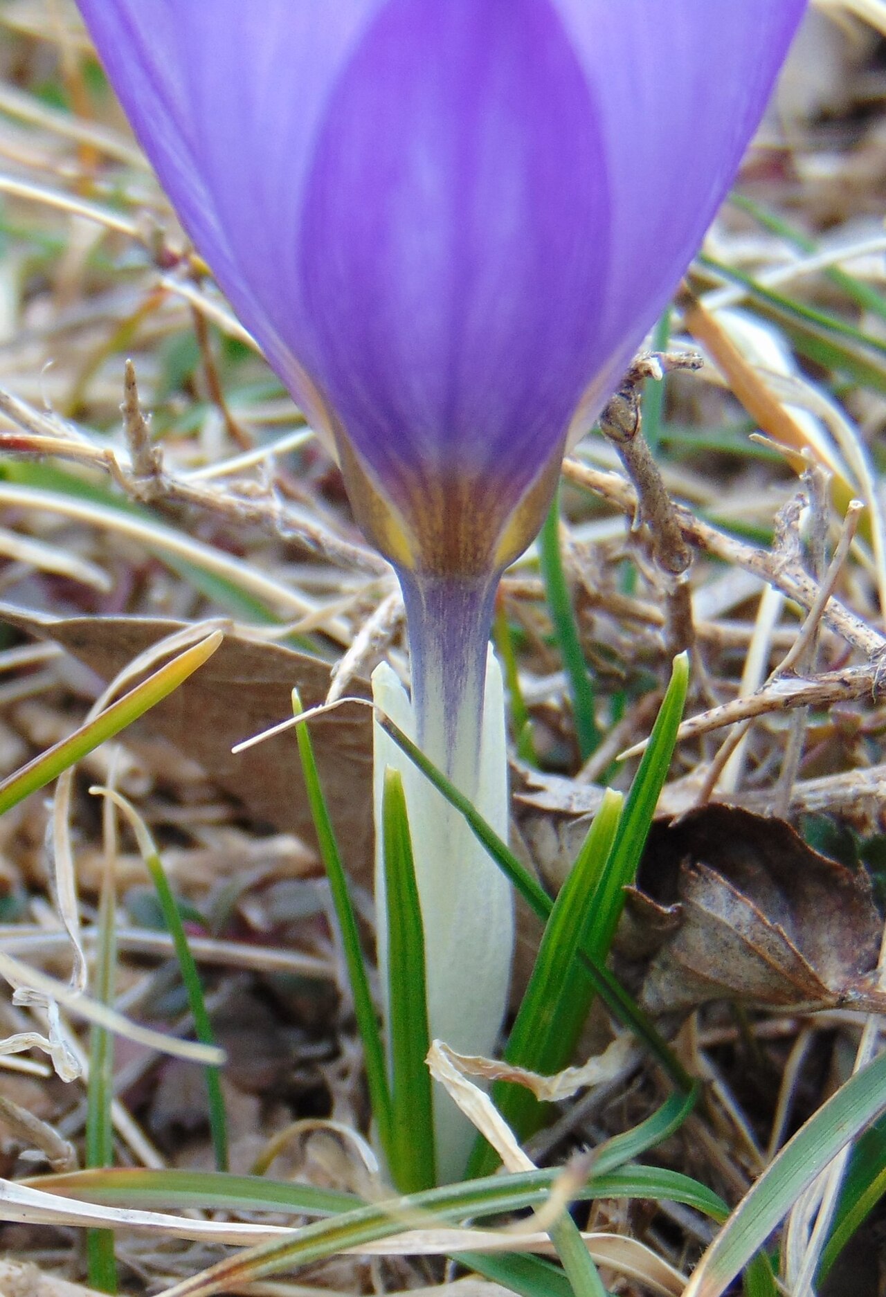Crocus dalmaticus: Dalmatian Crocus ( Crocus dalmaticus ) in Croatia