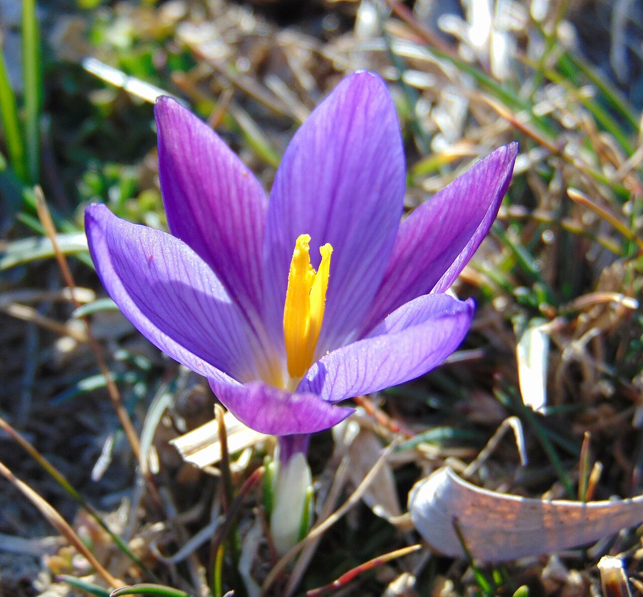 Crocus dalmaticus: Dalmatian Crocus ( Crocus dalmaticus ) in Croatia