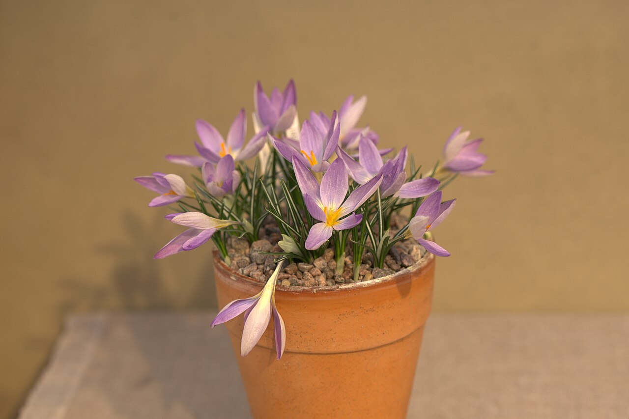 Crocus dalmaticus: Crocus dalmaticus at a Crocus exhibition in the greenhouses at Gothenburg Botanical Garden the spring 2016.