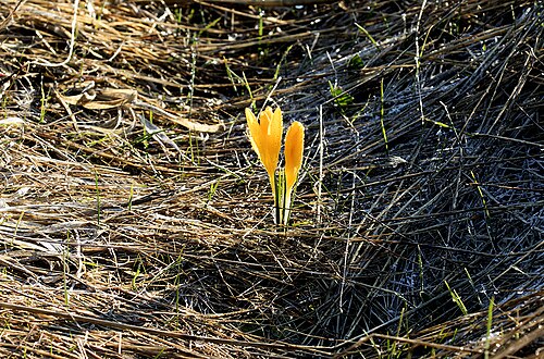Crocus danfordiae: Wild Thin-necked crocus flowers ( Crocus danfordiae ). Güzelim, Tufanbeyli - Adana, Turkey.