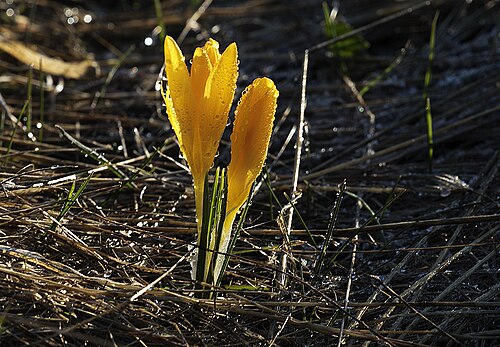 Crocus danfordiae: Wild Thin-necked crocus flowers ( Crocus danfordiae ). Güzelim, Tufanbeyli - Adana, Turkey.