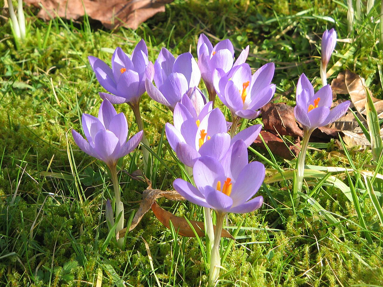 Crocus etruscus: Crocus etruscus 'Zwaneneburg'