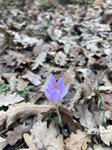 Crocus etruscus (Crocus etruscus)