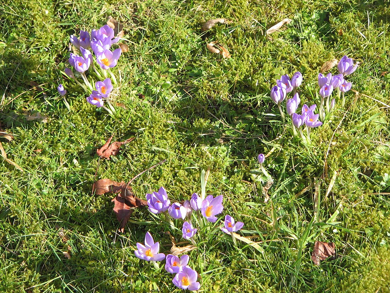 Crocus etruscus: Crocus etruscus clump