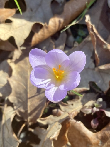 Crocus etruscus (Crocus etruscus)