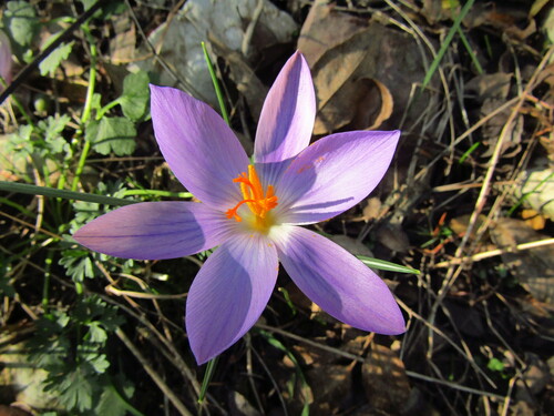 Crocus etruscus (Crocus etruscus)