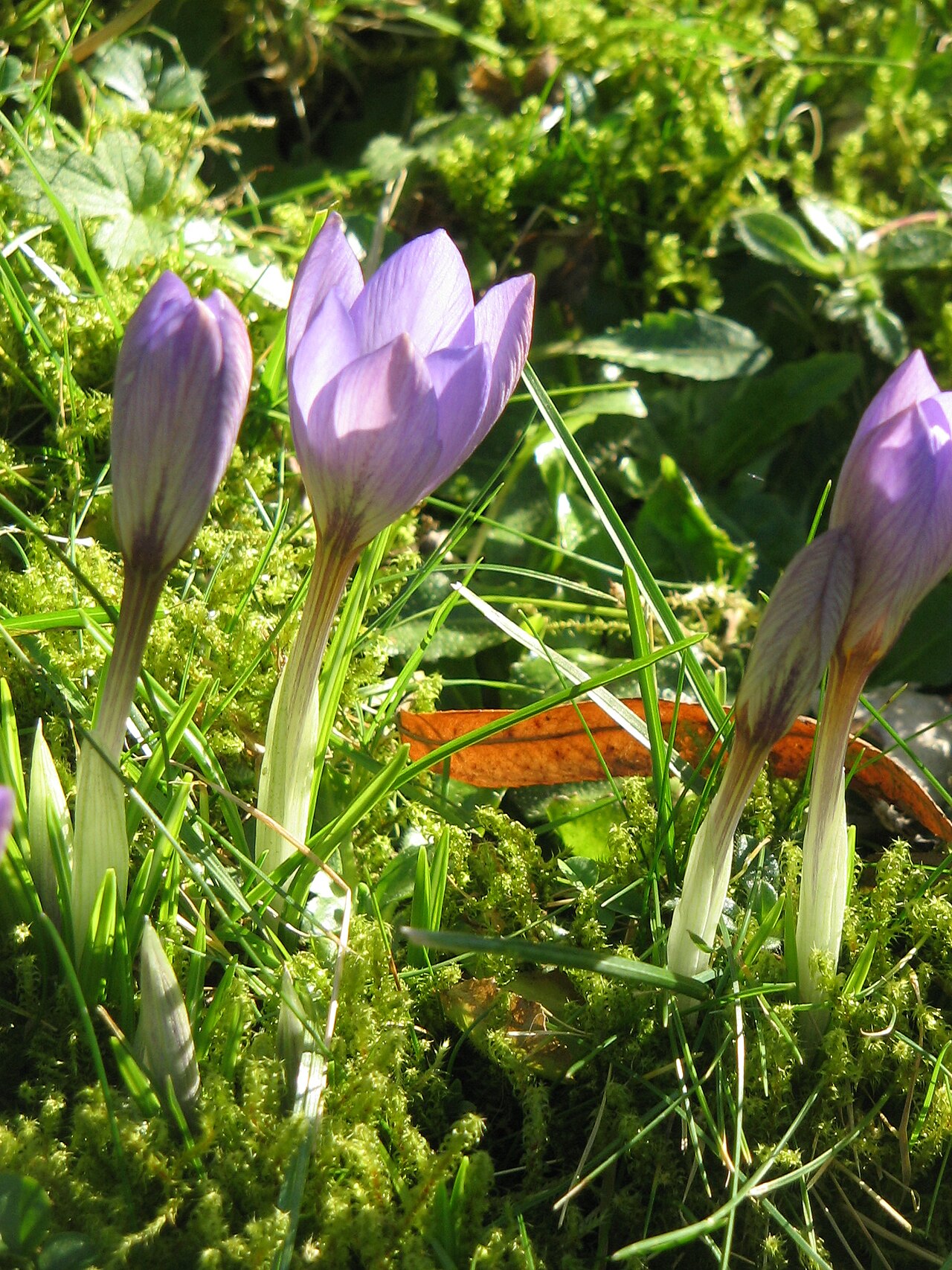 Crocus etruscus: Crocus etruscus 'Zwanenburg'