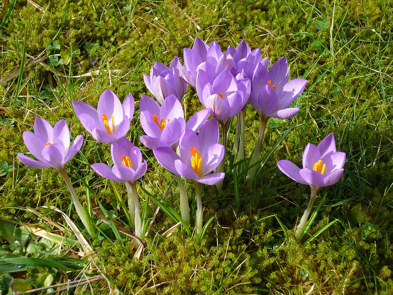 Crocus etruscus: Crocus etruscus 'Zwanenburg'
