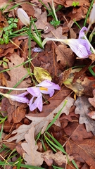 Crocus etruscus (Crocus etruscus)