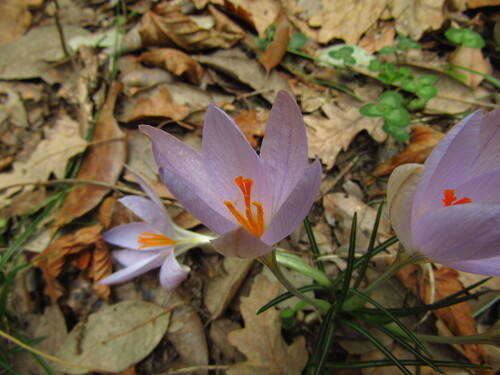 Crocus etruscus (Crocus etruscus)