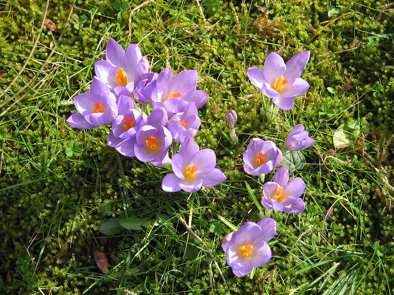 Crocus etruscus: Crocus etruscus 'Zwanenburg'