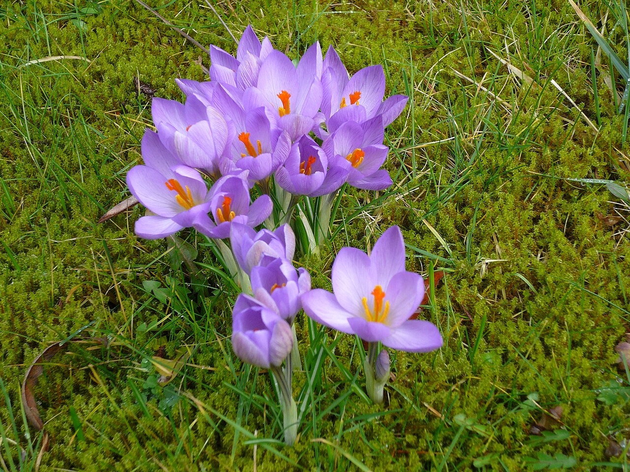 Crocus etruscus: Crocus etruscus 'Zwanenburg'