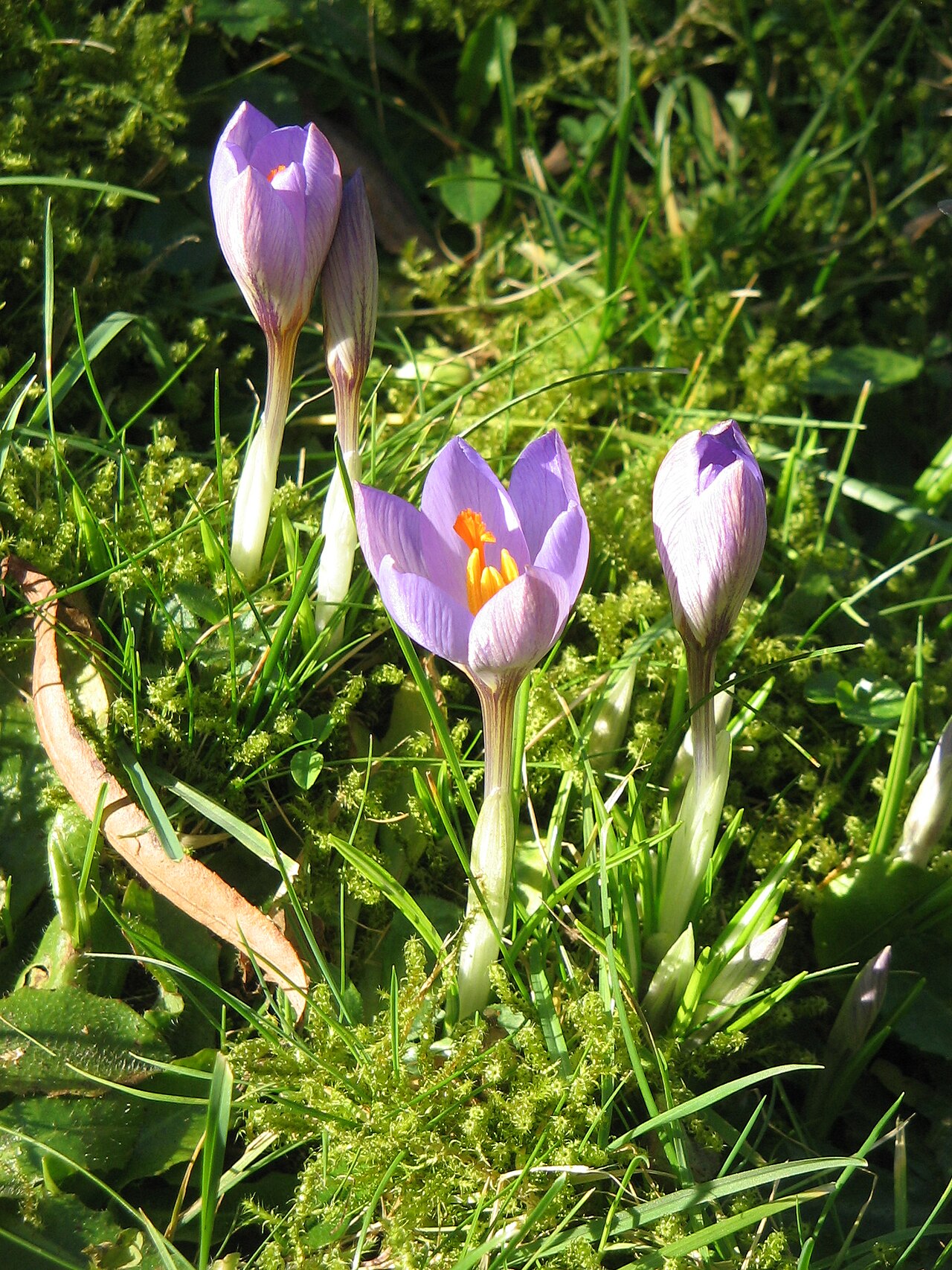 Crocus etruscus: Crocus etruscus 'Zwanenburg'