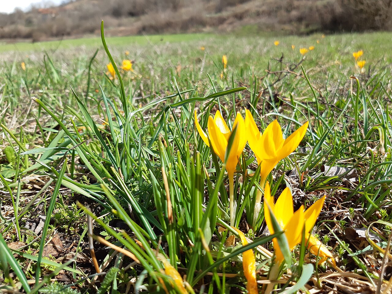 Yellow crocus: Crocus flavus, known as yellow crocus, Dutch yellow crocus or snow crocus, is a species of flowering plant in the genus Crocus of the family Iridaceae. It grows