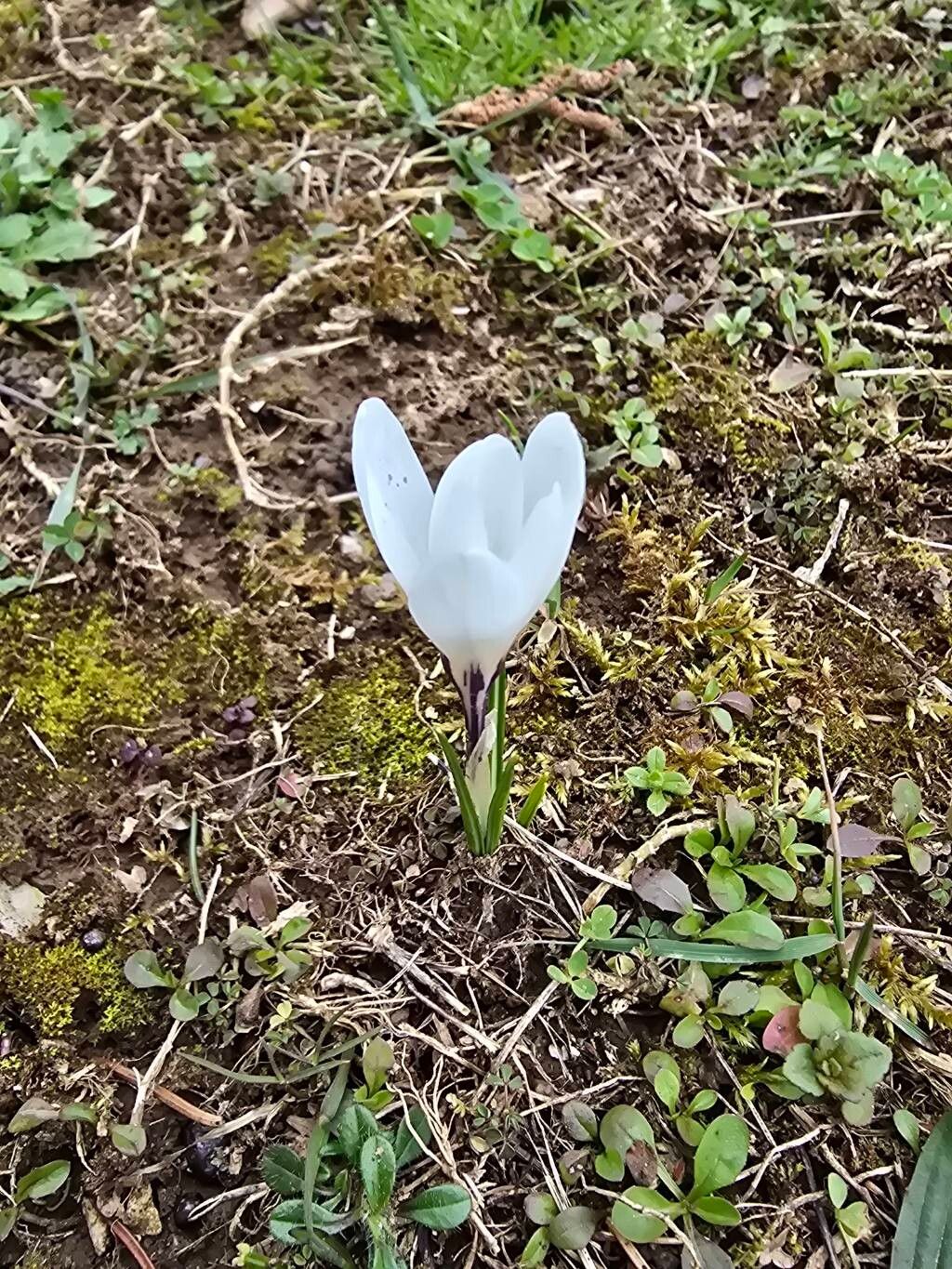 Yellow crocus (Crocus flavus)