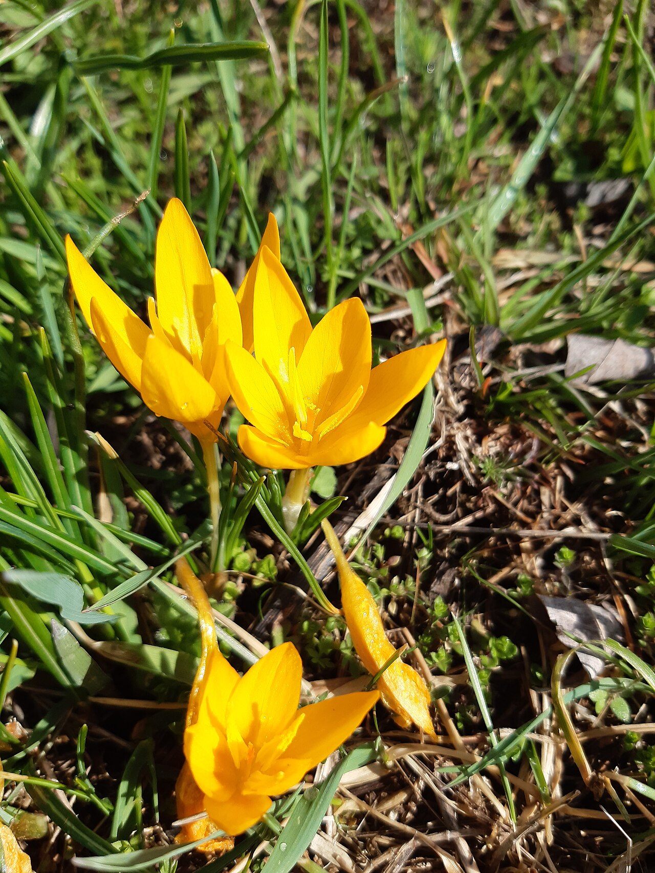 Yellow crocus: Crocus flavus, known as yellow crocus, Dutch yellow crocus or snow crocus, is a species of flowering plant in the genus Crocus of the family Iridaceae. It grows