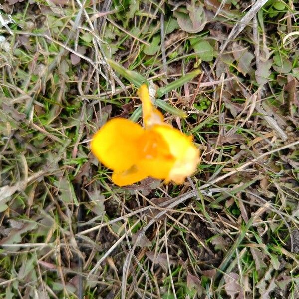 Yellow crocus (Crocus flavus)