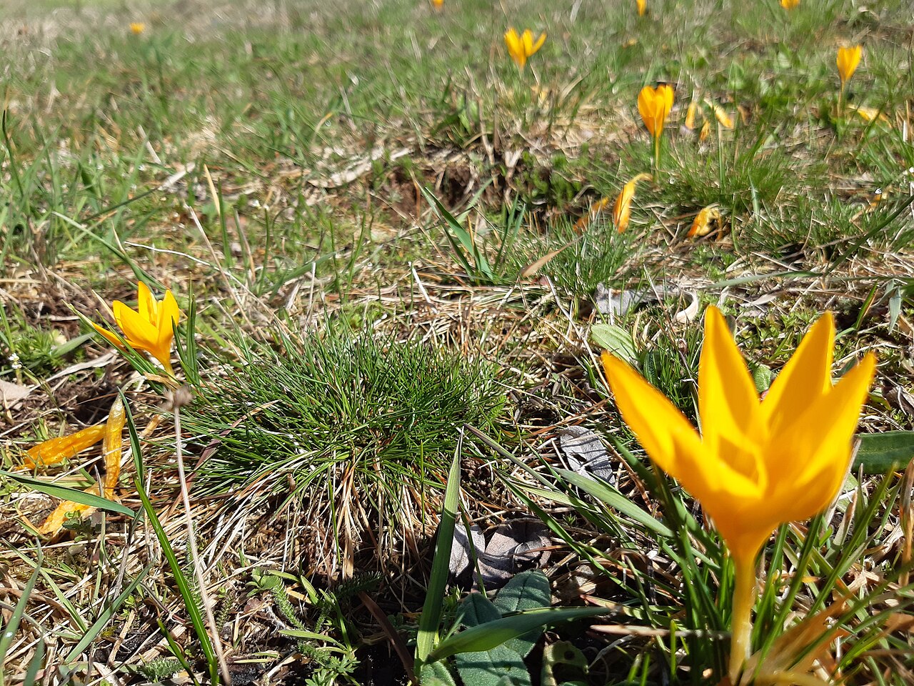 Yellow crocus: Crocus flavus, known as yellow crocus, Dutch yellow crocus or snow crocus, is a species of flowering plant in the genus Crocus of the family Iridaceae. It grows