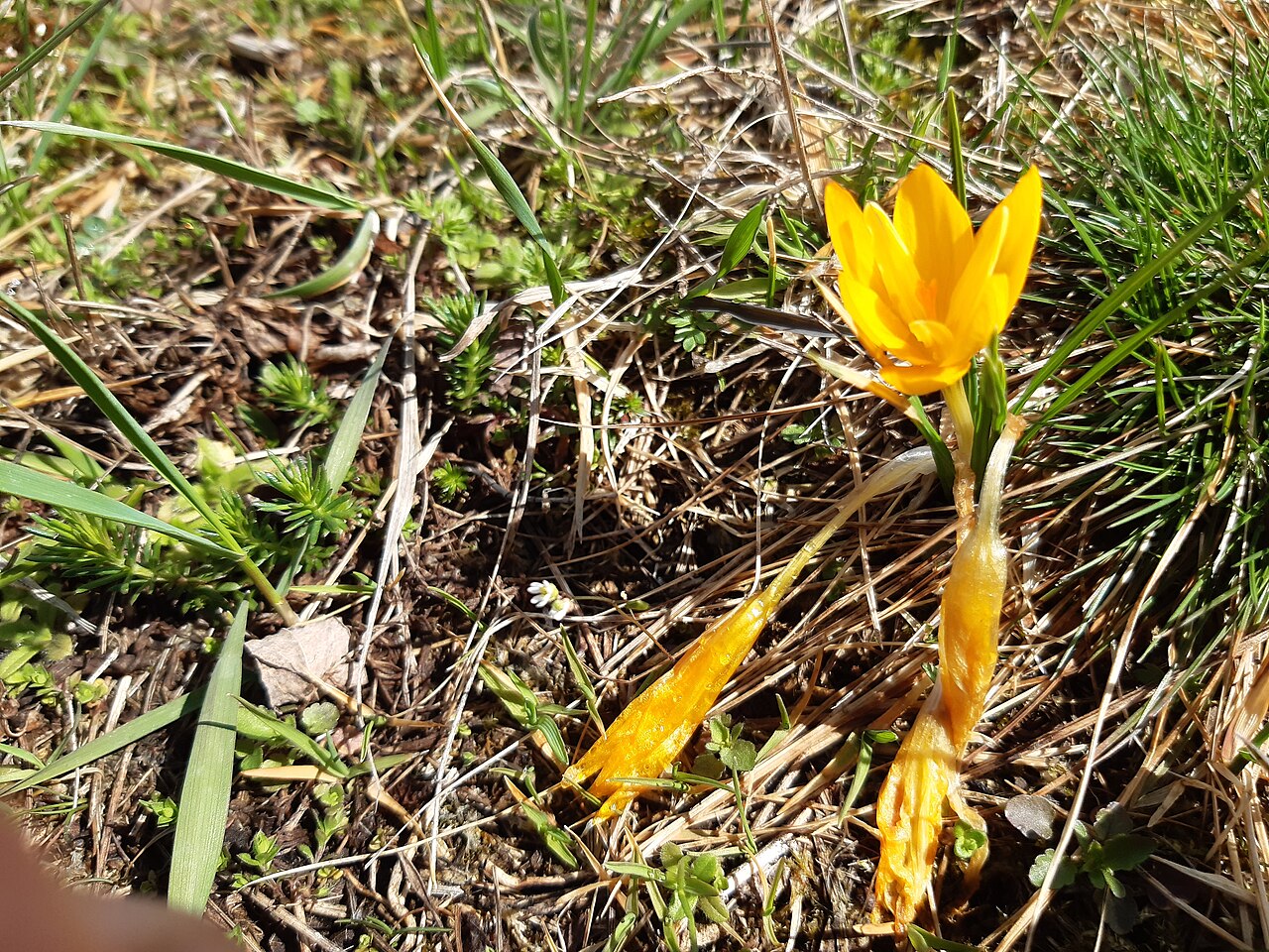 Yellow crocus: Crocus flavus, known as yellow crocus, Dutch yellow crocus or snow crocus, is a species of flowering plant in the genus Crocus of the family Iridaceae. It grows