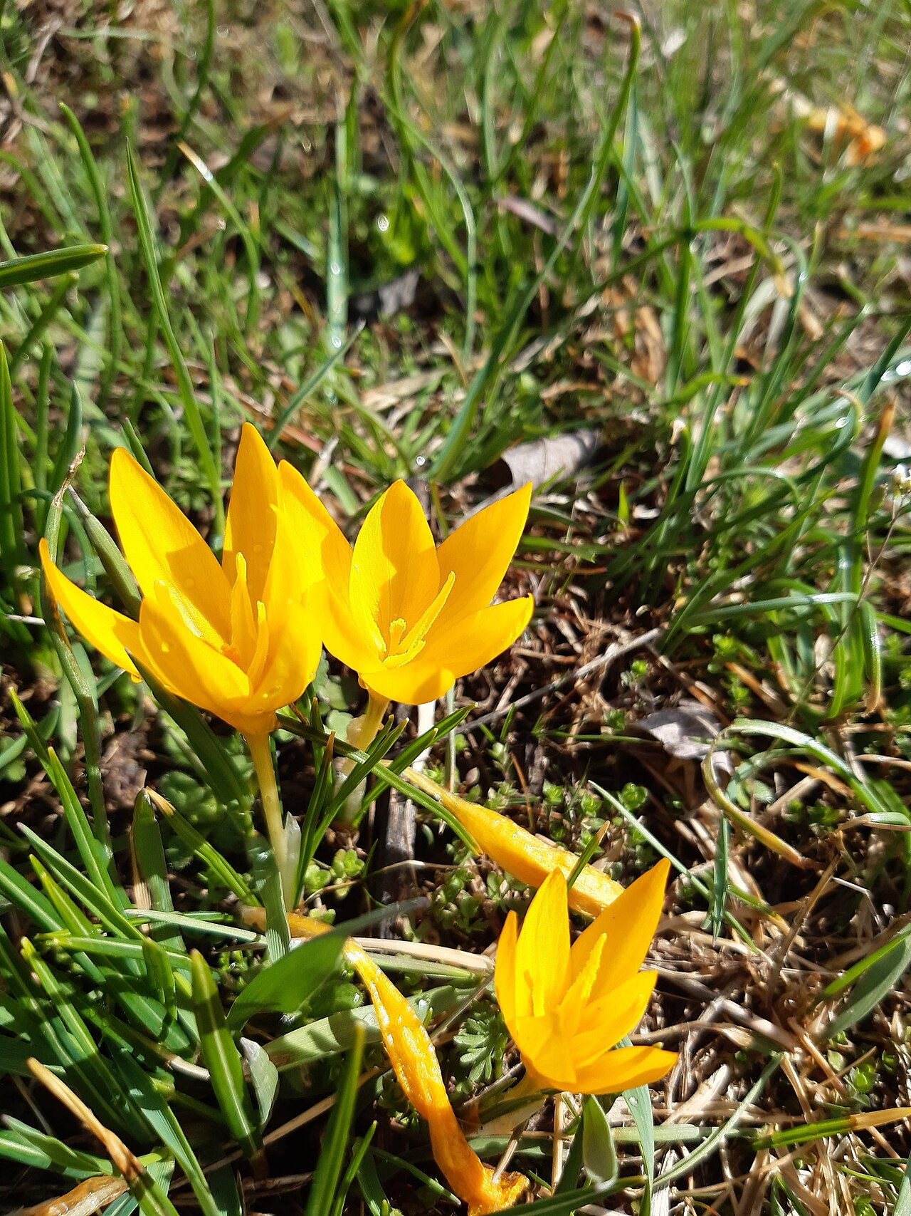 Yellow crocus: Crocus flavus, known as yellow crocus, Dutch yellow crocus or snow crocus, is a species of flowering plant in the genus Crocus of the family Iridaceae. It grows