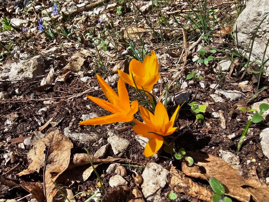 Yellow crocus (Crocus flavus)
