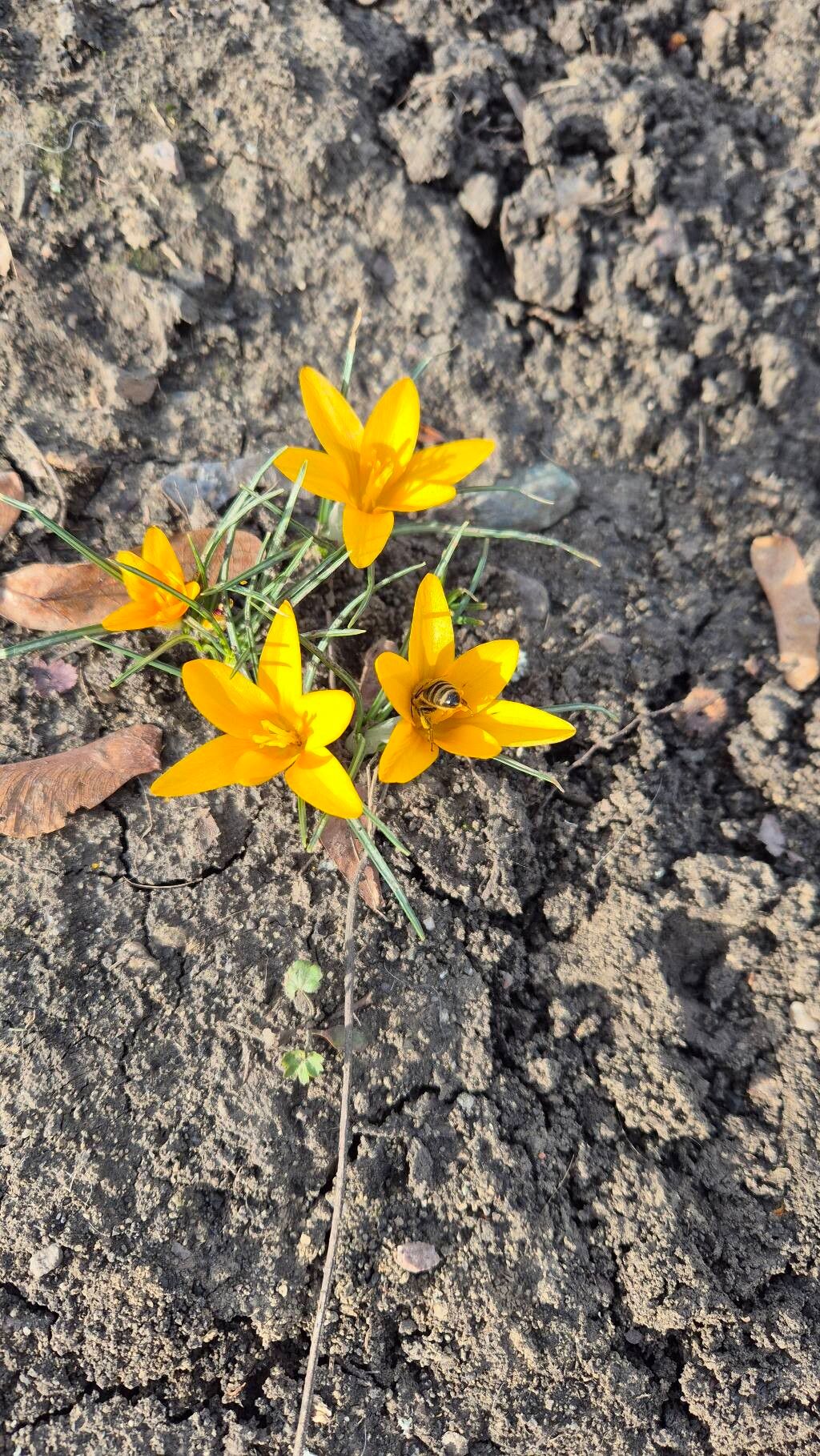 Yellow crocus (Crocus flavus)