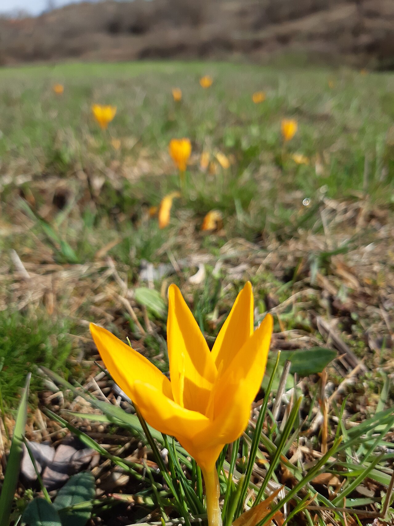 Yellow crocus: Crocus flavus, known as yellow crocus, Dutch yellow crocus or snow crocus, is a species of flowering plant in the genus Crocus of the family Iridaceae. It grows