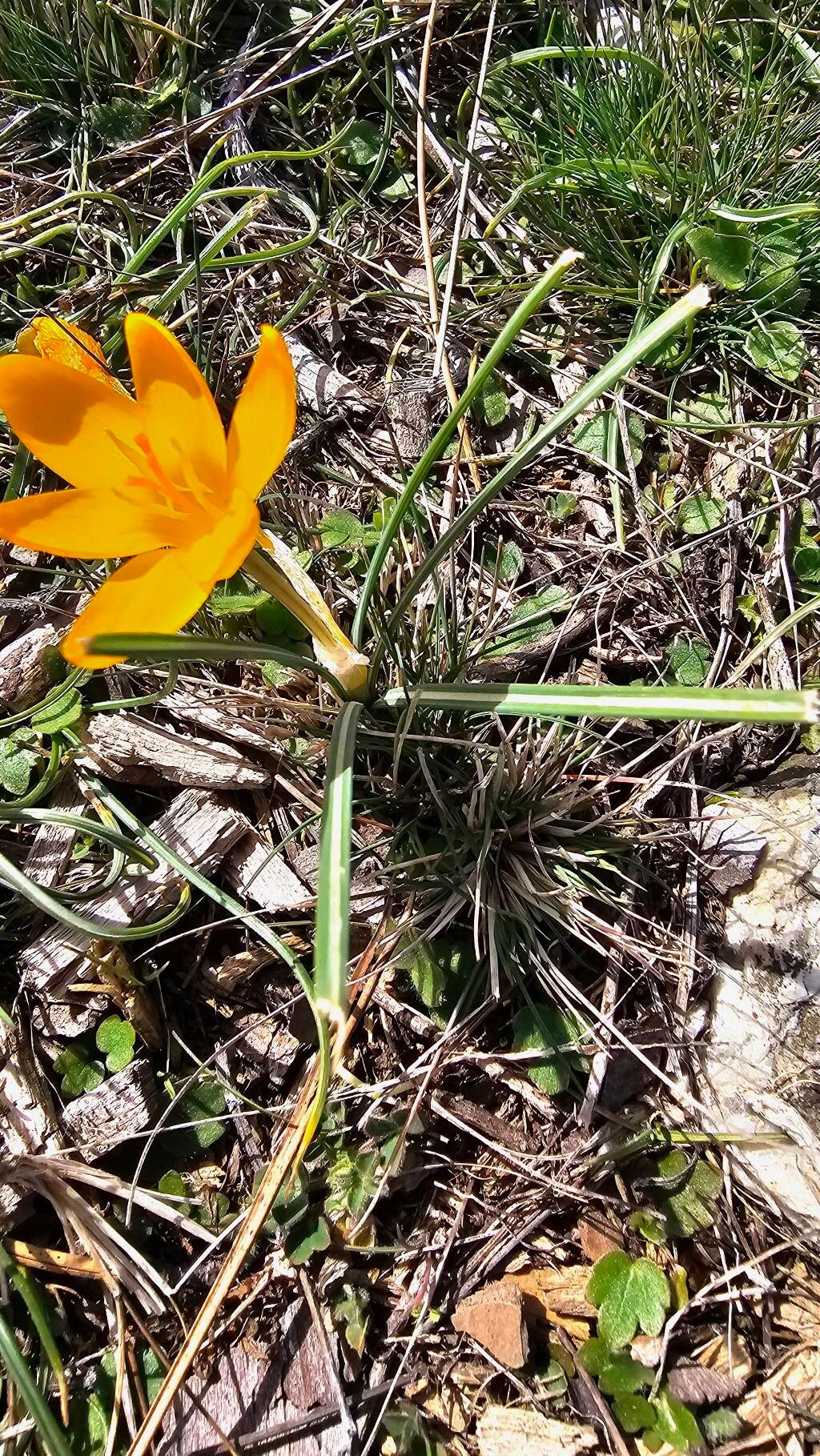 Yellow crocus (Crocus flavus)