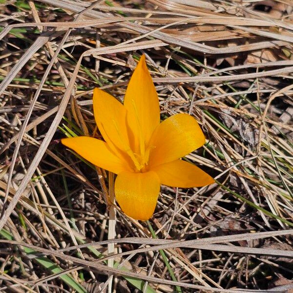 Yellow crocus (Crocus flavus)