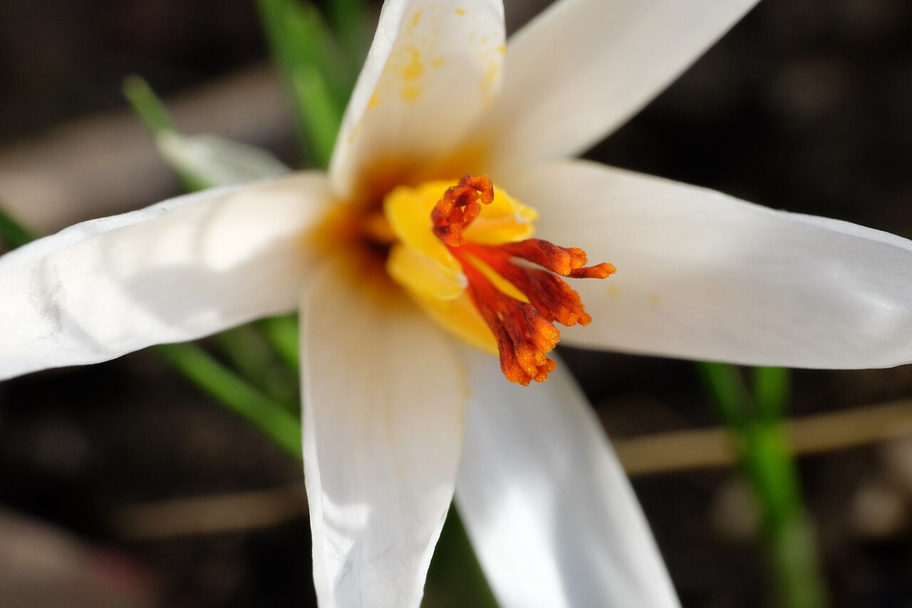 C. fleischeri: Crocus fleischeri may not have the most beautiful petals of all crocuses, but the stigmata are spectacular