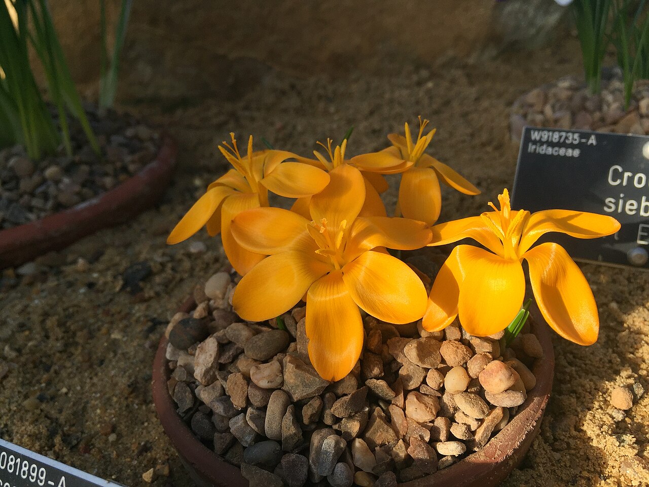 Crocus gargaricus: Crocus gargaricus subsp. gargaricus flowering in the alpine house at RHS Garden, Wisley on 6 February 2020.