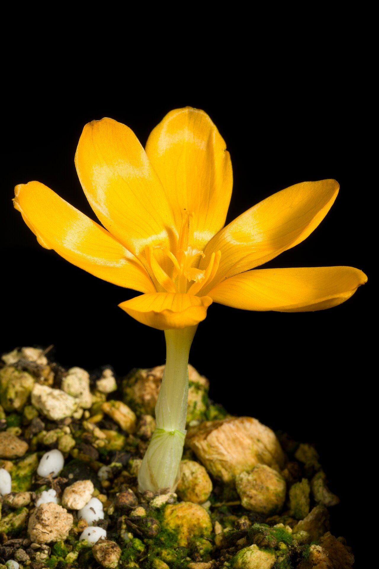 Crocus gargaricus: Plant derived from Gök Tepe, Mugla, Turkey altitude 1500m Taxonomy Family アヤメ科 Iridaceae Subfamily クロッカス亜科 Crocoideae Tribe Ixieae Genus クロッカス属 Crocus .mw-parse