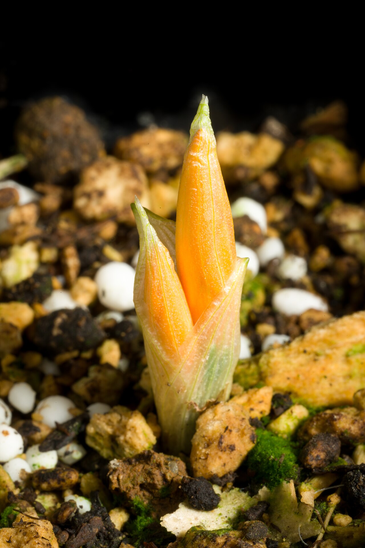 Crocus gargaricus: Plant derived from Gök Tepe, Mugla, Turkey altitude 1500m Taxonomy Family アヤメ科 Iridaceae Subfamily クロッカス亜科 Crocoideae Tribe Ixieae Genus クロッカス属 Crocus .mw-parse