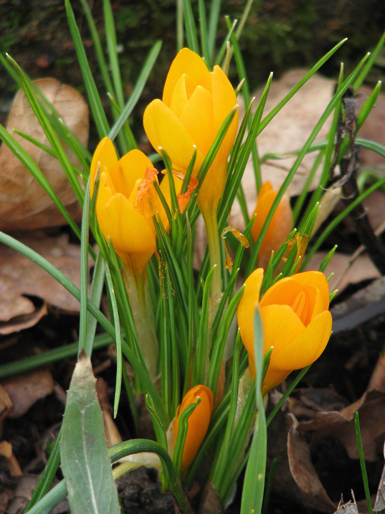Crocus gargaricus: Unfortunately the camera doesn't really do justice to this one. The colour is much richer and hotter - a really clear orange gold - like little sodium flames ou