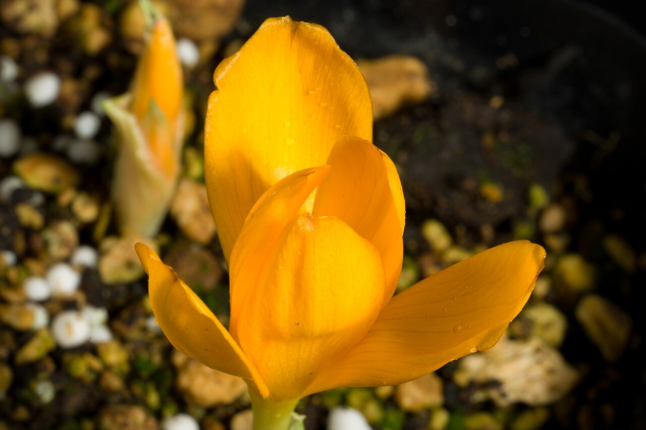 Crocus gargaricus: Plant derived from Gök Tepe, Mugla, Turkey altitude 1500m Taxonomy Family アヤメ科 Iridaceae Subfamily クロッカス亜科 Crocoideae Tribe Ixieae Genus クロッカス属 Crocus .mw-parse