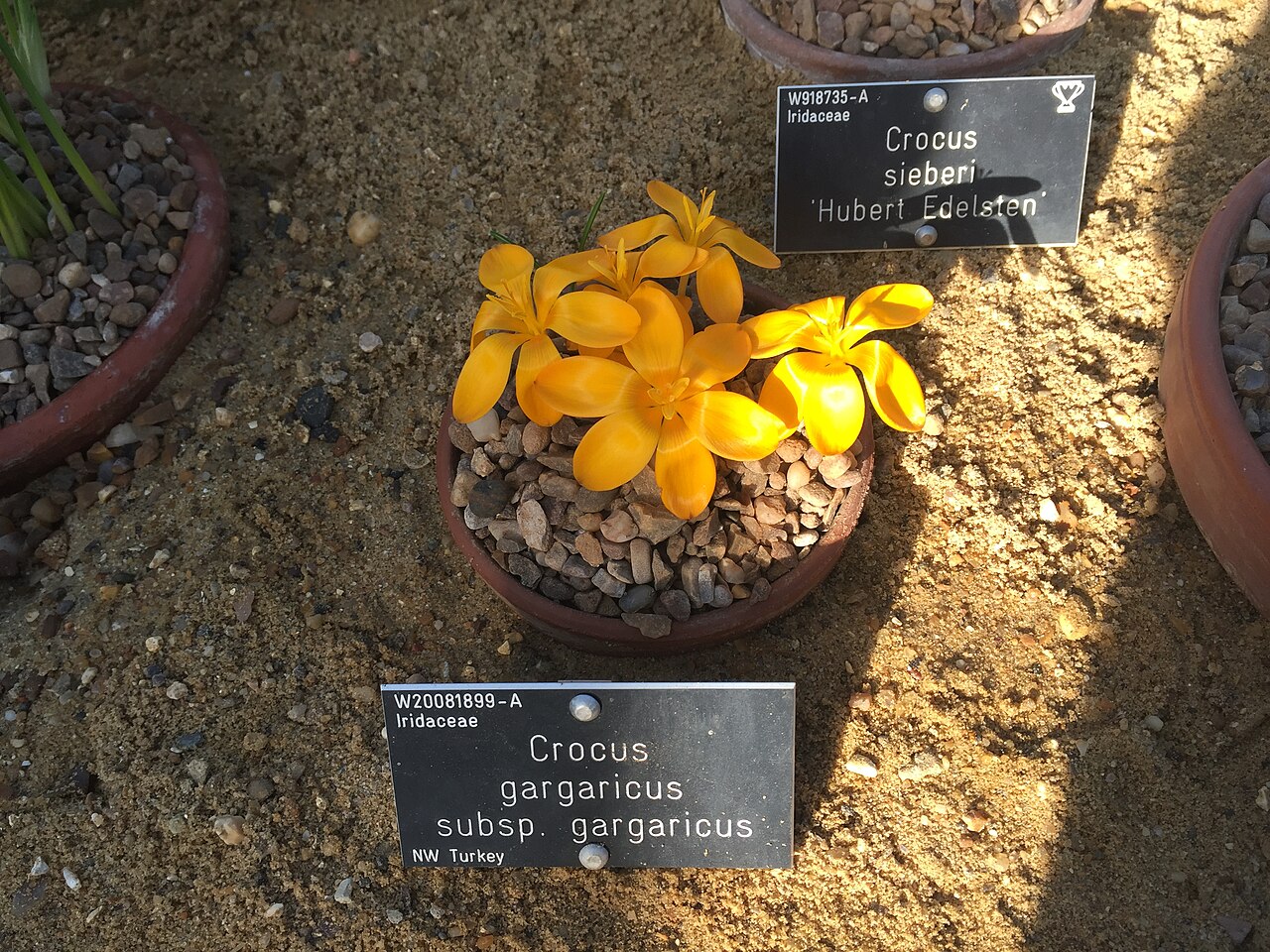Crocus gargaricus: Crocus gargaricus subsp. gargaricus flowering in the alpine house at RHS Garden, Wisley on 6 February 2020.