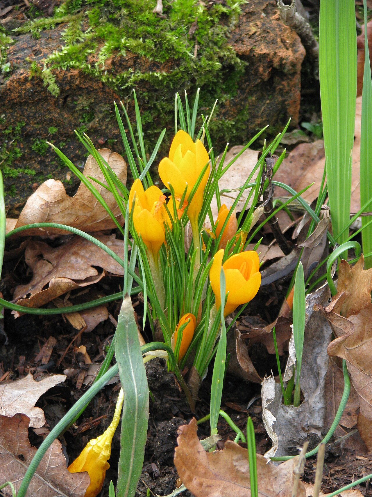 Crocus gargaricus: Again - a poor representation of the colour which should be much richer and more orange. I've tried lots of settings but the camera just doesn't seem to want to
