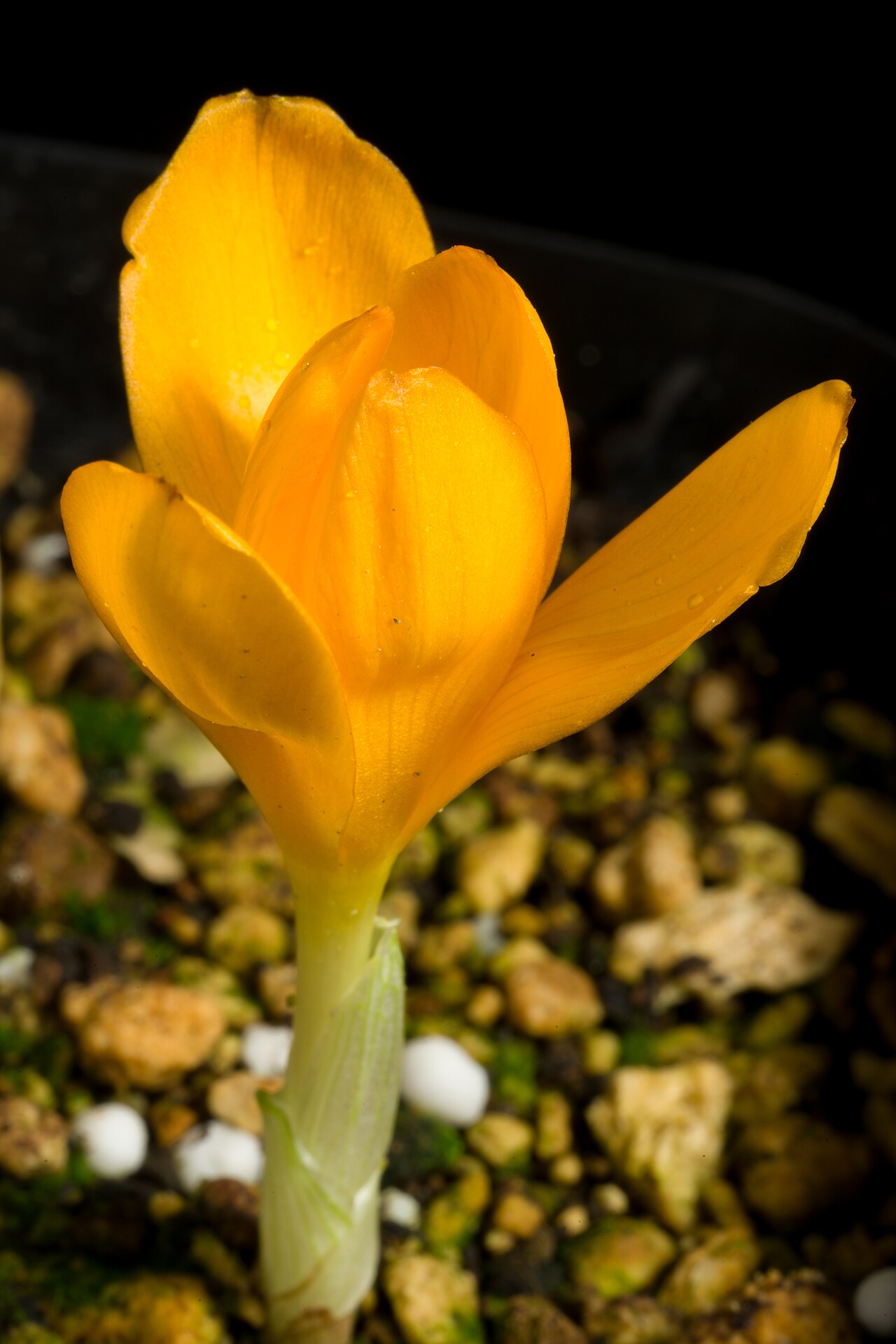 Crocus gargaricus: Plant derived from Gök Tepe, Mugla, Turkey altitude 1500m Taxonomy Family アヤメ科 Iridaceae Subfamily クロッカス亜科 Crocoideae Tribe Ixieae Genus クロッカス属 Crocus .mw-parse