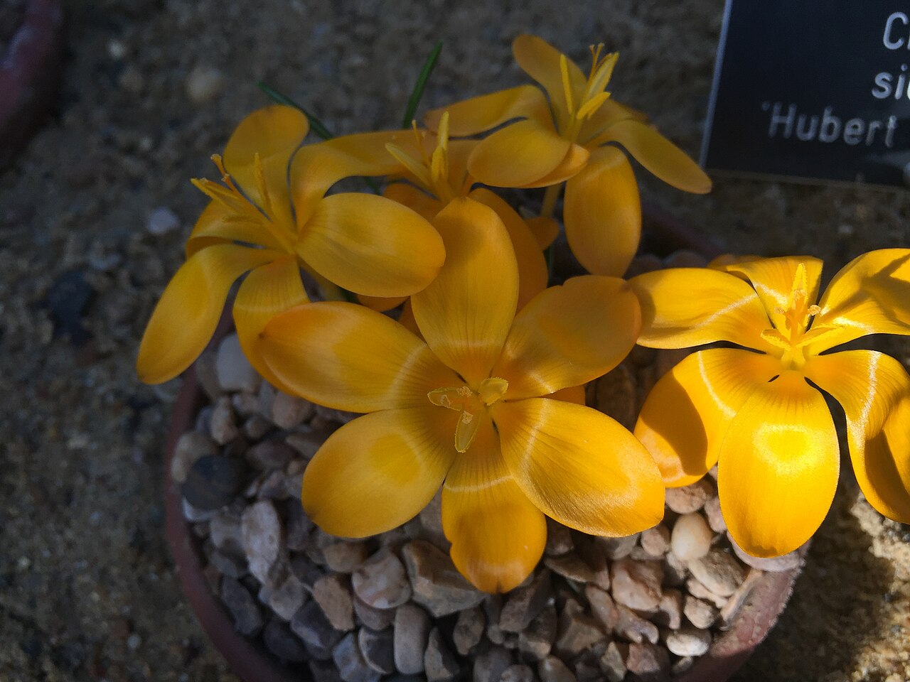 Crocus gargaricus: Crocus gargaricus subsp. gargaricus flowering in the alpine house at RHS Garden, Wisley on 6 February 2020.