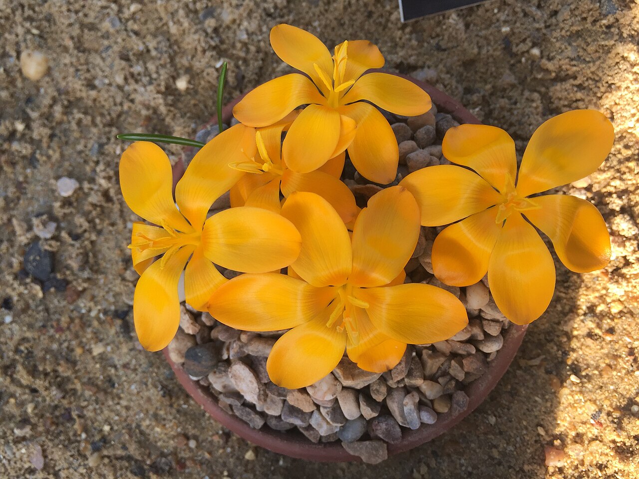 Crocus gargaricus: Crocus gargaricus subsp. gargaricus flowering in the alpine house at RHS Garden, Wisley on 6 February 2020.