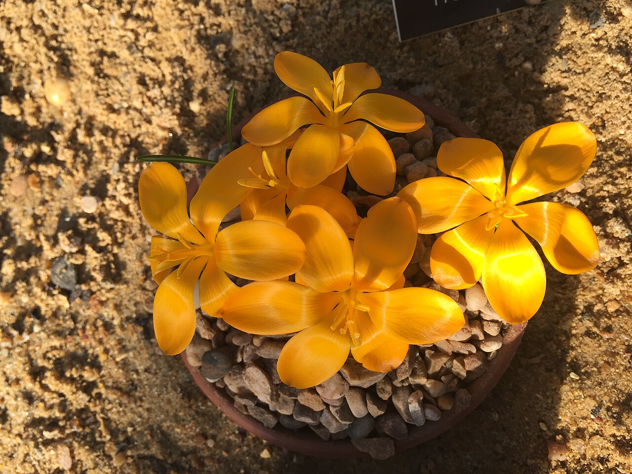 Crocus gargaricus: Crocus gargaricus subsp. gargaricus flowering in the alpine house at RHS Garden, Wisley on 6 February 2020.