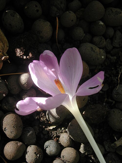 Crocus goulimyi: Fleur de "Crocus goulimyi"