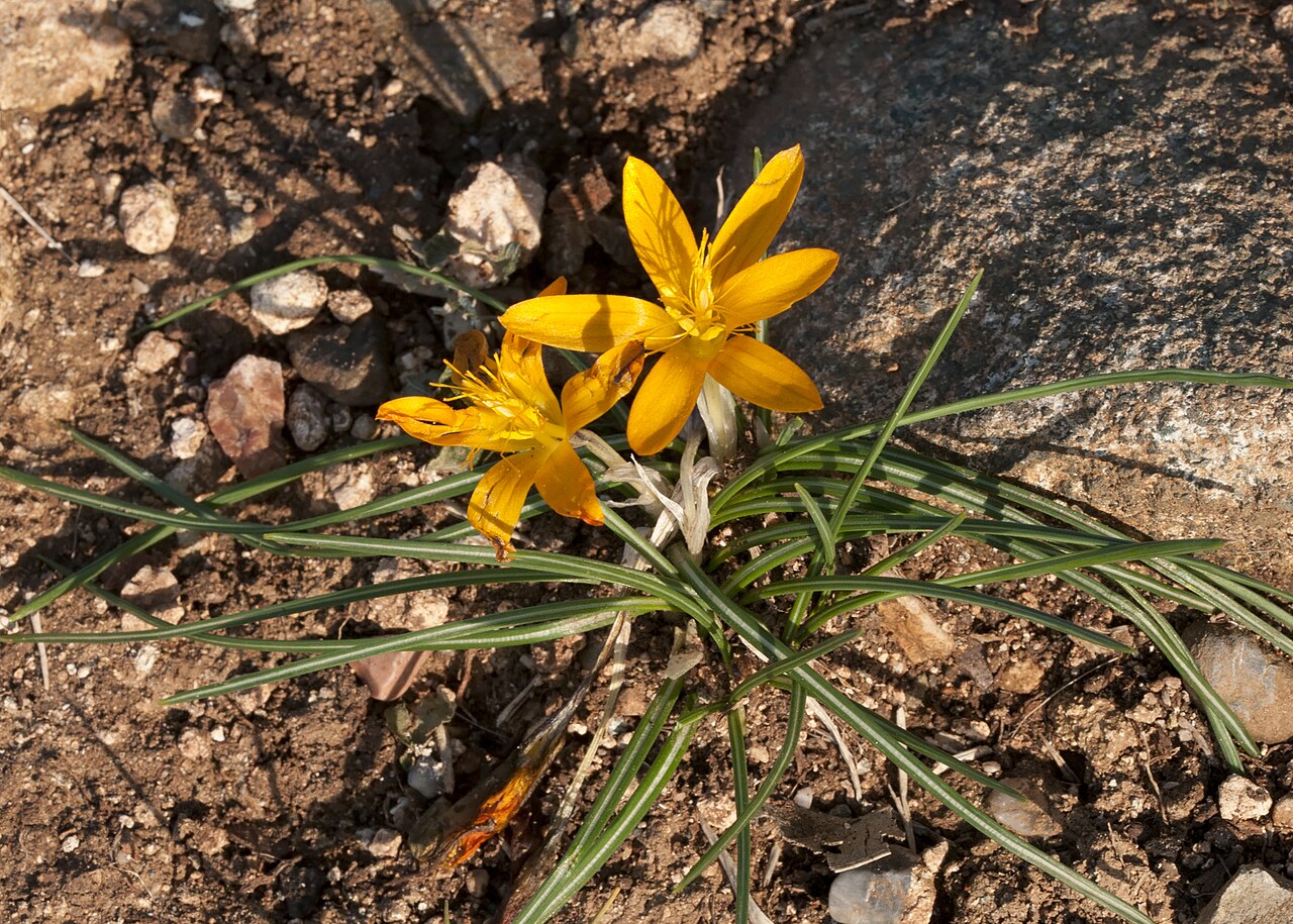 Crocus graveolens: Cloth of gold (Crocus graveolens). Çukurova University Campus, Adana - Turkey.