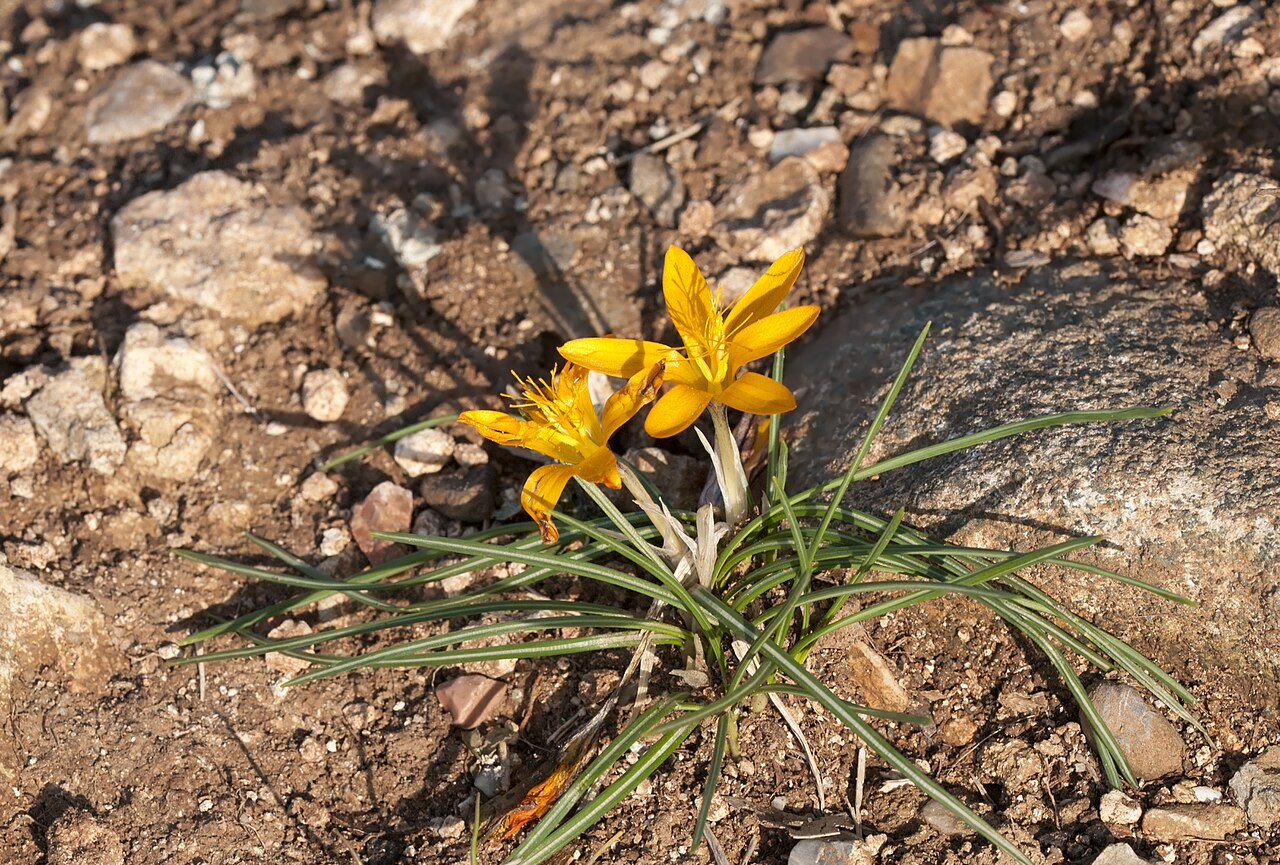 Crocus graveolens: Cloth of gold (Crocus graveolens). Çukurova University Campus, Adana - Turkey.