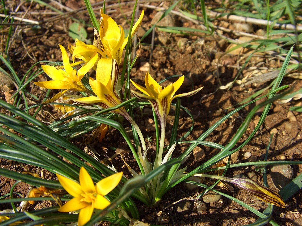 Crocus graveolens: The Turkish crocus or cloth of gold ( Crocus graveolens ) at the Çukurova University campus in Adana , Turkey. The plant likes slopes of hills in stream valleys