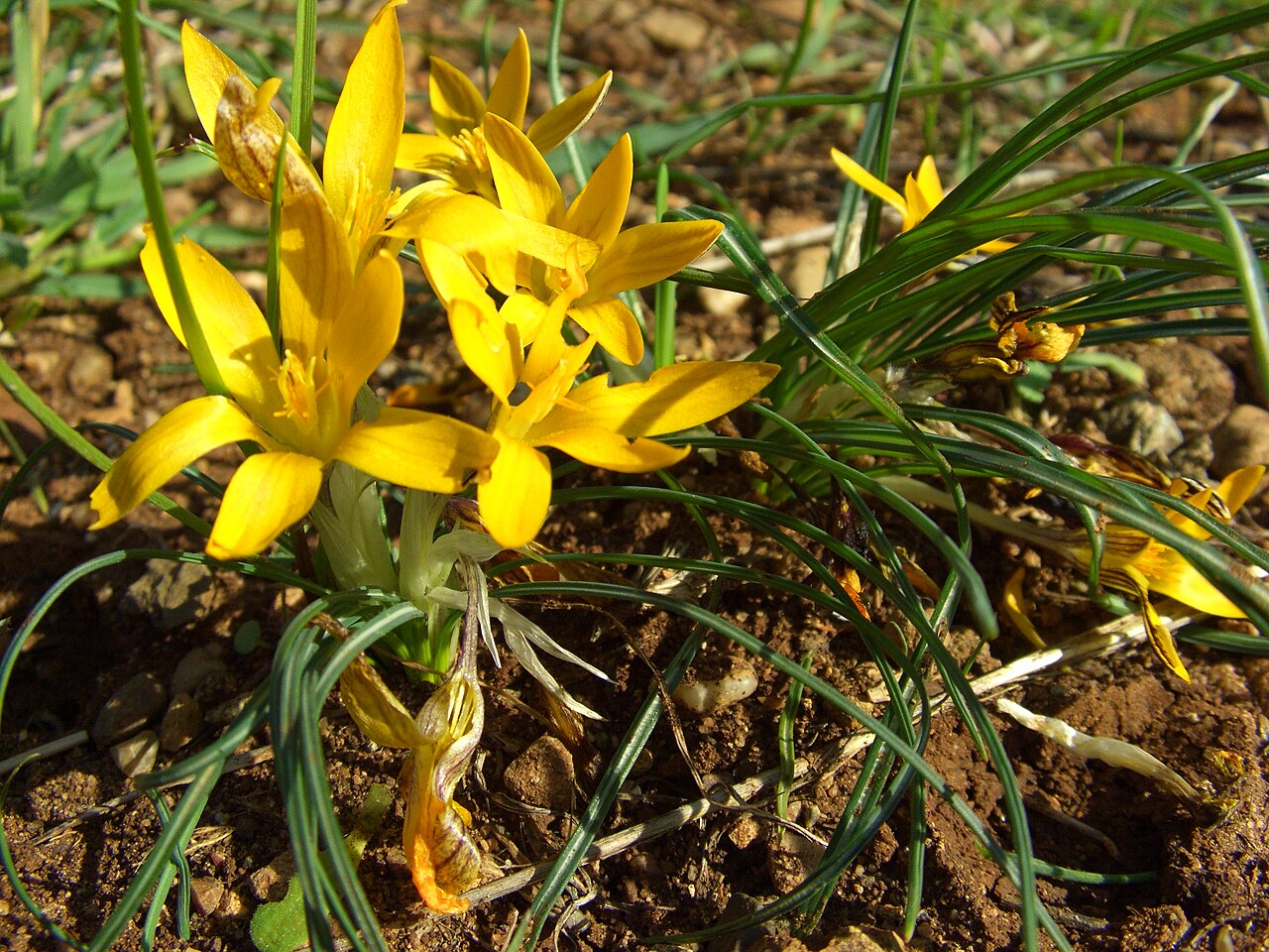 Crocus graveolens: The Turkish crocus or cloth of gold ( Crocus graveolens ) at the Çukurova University campus in Adana , Turkey. The plant likes slopes of hills in stream valleys