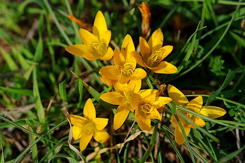 Crocus graveolens: The Turkish crocus or cloth of gold ( Crocus graveolens ) at the Çukurova University campus in Adana , Turkey. The plant likes slopes of hills in stream valleys