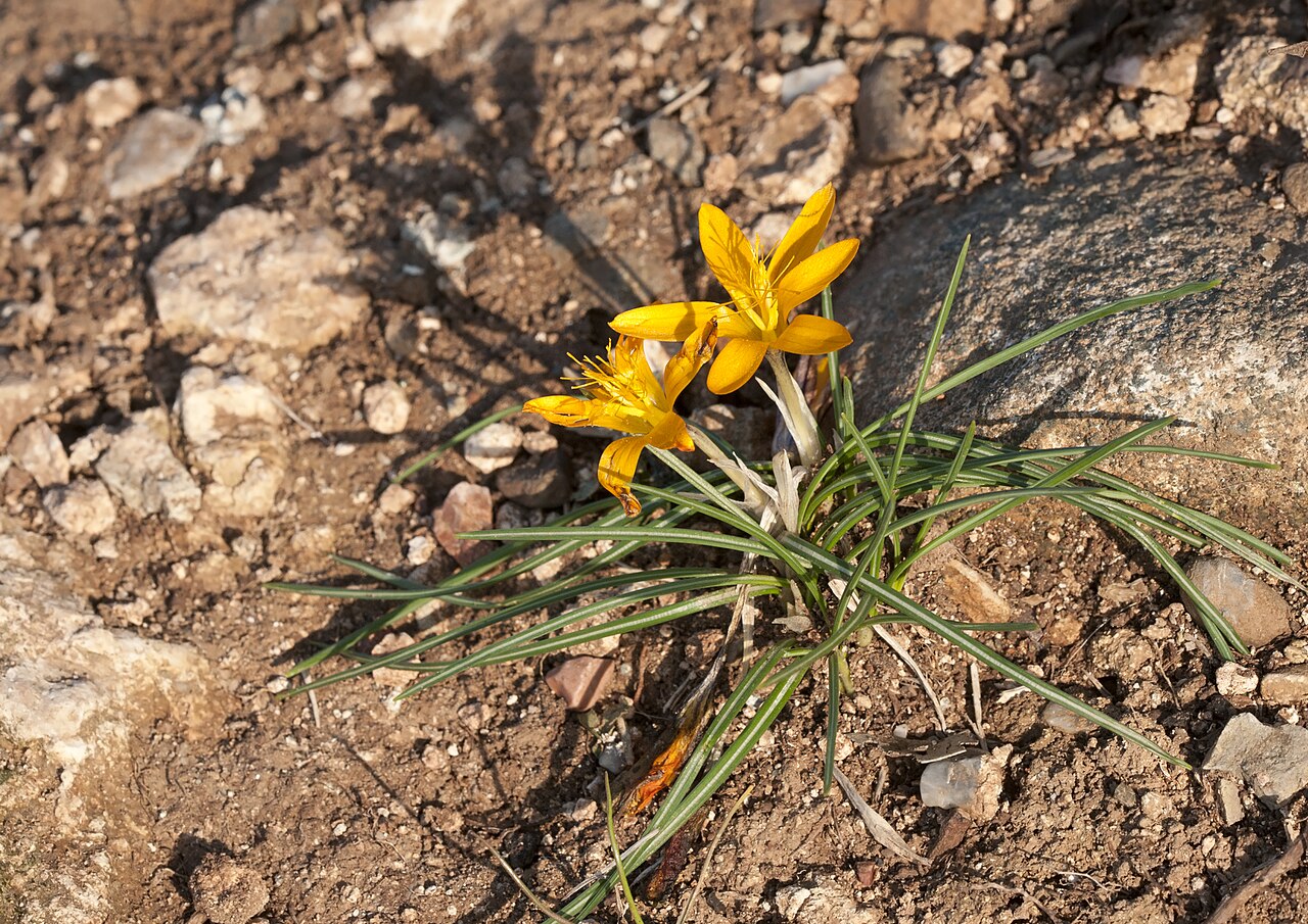 Crocus graveolens: Cloth of gold (Crocus graveolens). Çukurova University Campus, Adana - Turkey.