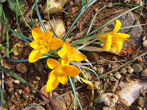 Crocus graveolens: The Turkish crocus or cloth of gold ( Crocus graveolens ) at the Çukurova University campus in Adana , Turkey. The plant likes slopes of hills in stream valleys